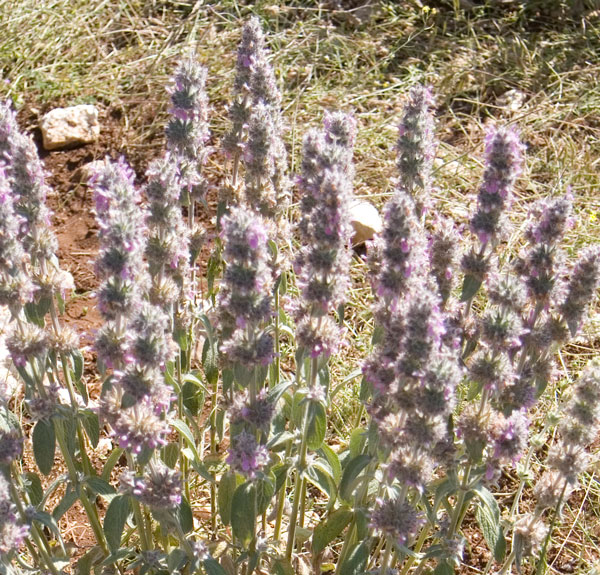 Stachys germanica s.l.